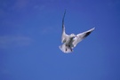 Lachmöwe (Larus ridibundus) im Flug