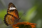 Leopard Lacewing