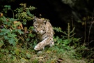 Luchs