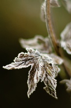 herbstlicher Rauhreif