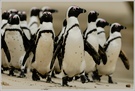 Brillenpinguin (Spheniscus demersus)