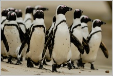 Brillenpinguin (Spheniscus demersus)