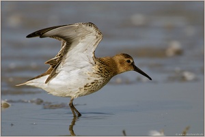 Morgengymnastik... Alpenstrandläufer *Calidris alpina*