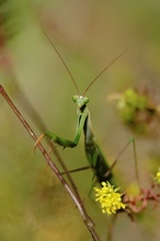 Mantis frontal