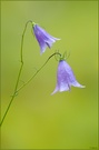 ***Glockenblume***