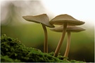 ~ Regenschirme ~
