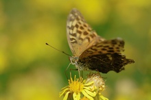 Kaisermantel (Argynnis paphia)