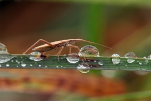 Weichwanze im Regen