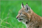 Nachwuchs im Gehege... Eurasischer Luchs, juv. *Lynx lynx*