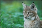 aufmerksam... Eurasischer Luchs, juv. *Lynx lynx*