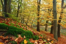 Frühherbst im Auwald