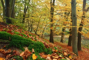 Frühherbst im Auwald