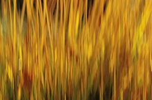 Herbstimpression "Gräser im Gegenlicht"