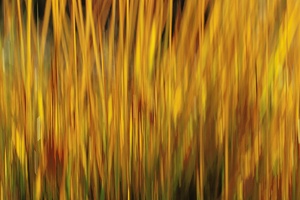 Herbstimpression "Gräser im Gegenlicht"