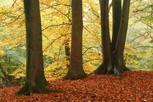 Frühherbst im Auwald III