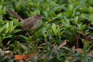 Plain Prinia