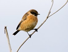 Saxicola torquata