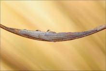 ~ Wiegenlied ~