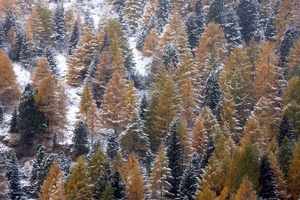 Herbst in den Nockbergen 8