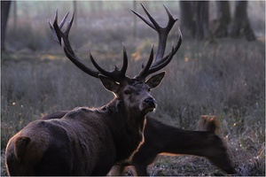 Und noch´n Hirsch