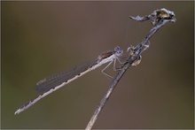 Gemeine Winterlibelle (Sympecma fusca)