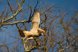 Großschnabelbussard im Flug