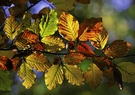 Herbstblätterluminanz