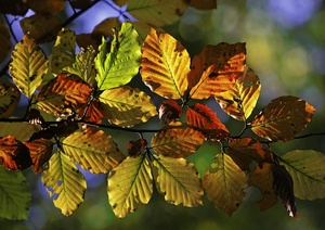 Herbstblätterluminanz