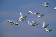 Verwilderte Hausgänse im Flug