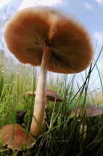 Pilz