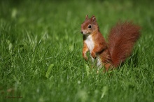 nur ´n Hörnchen....