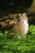 Luchs im letzten Licht