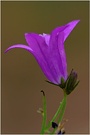 ~ Wiesen-Glockenblume (Campanula patula) ~