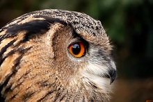 Uhu (Bubo bubo)