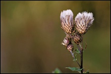 Ackerkratzdistel