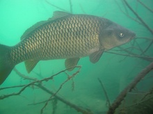 Karpfen im Rahmer See