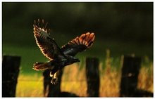 Mäusebussard (Buteo buteo)