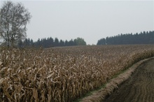 Maisfeld im Oktober