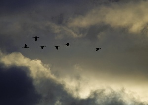 Kraniche zwischen den Wetterfronten