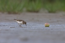 Temminck mit Apfel