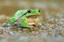 Laubfrosch