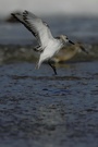 Sanderling