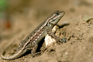 Echse