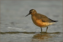 bei ansteigender Flut... Knutt *Calidris canutus*