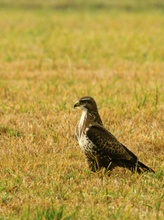 Mäusebussard