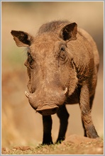 Warzenschwein (Phacochoerus africanus)