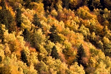 Herbstlicher Mischwald am Millstätter See