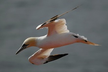 Gannet