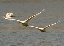 Gemeinsamer Rundflug