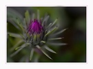 Distel